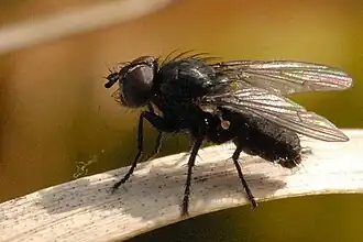 Spilogona contractifrons