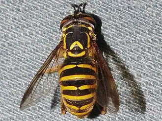 Spilomyia interrupta