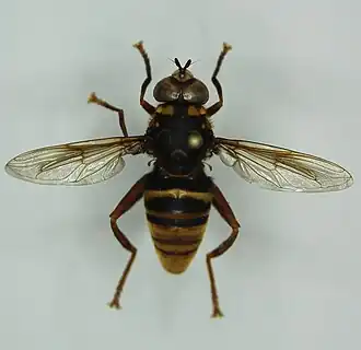 Spilomyia maxima