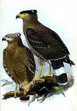 S. c. pallidus van Noord-Borneo. Onvolwassen en volwassen vogel. Afbeelding van John Gerrard Keulemans.