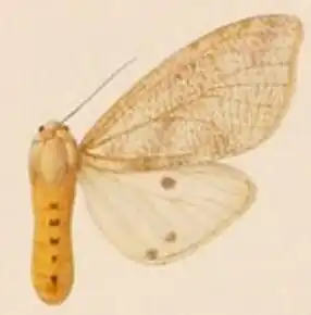 Spilosoma batesi