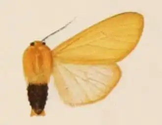 Spilosoma baxteri