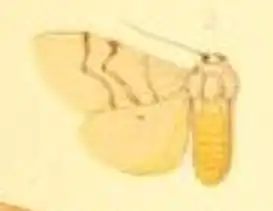 Spilosoma curvilinea