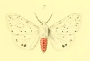 Spilosoma punctaria