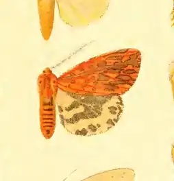 Spilosoma erythrophleps