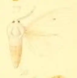 Spilosoma jussiaeae