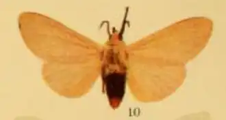 Spilosoma nigrocincta