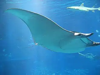 Mobula japanica