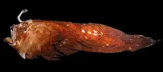 Spiniphryne duhameli