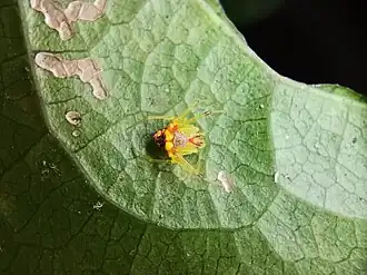 Spintharidius rhomboidalis