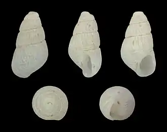 Chrysallida pellucida