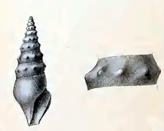 Spirotropis lithocolleta