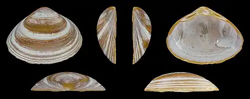 Bruine vormRechter klep