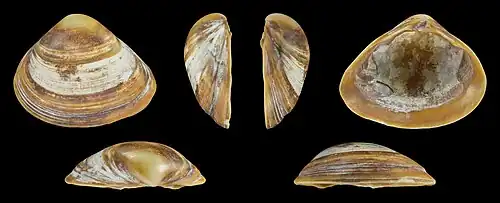 Bruine vormLinker klep