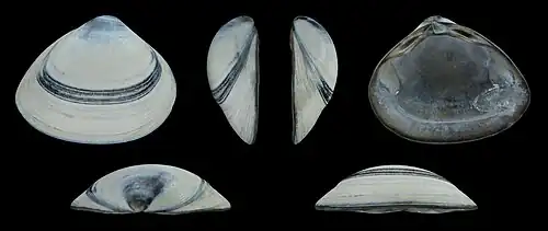 Grijze vormRechter klep