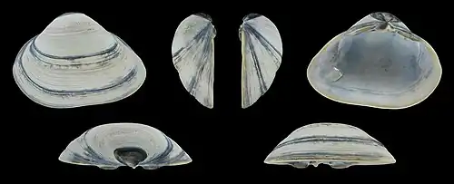 Grijze vormLinker klep