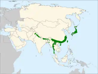 Aziatische kuifarend