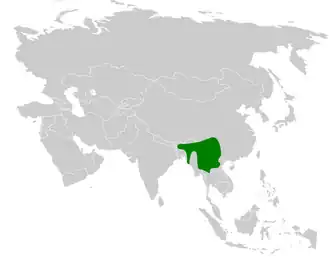 Gekuifde vinkbuulbuul