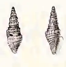 Splendrillia bednalli