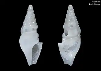 Splendrillia boucheti