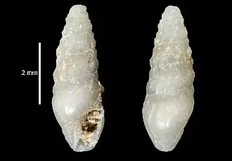 Splendrillia longbottomi