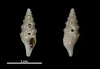 Splendrillia powelli