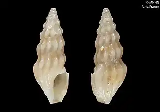 Splendrillia problematica