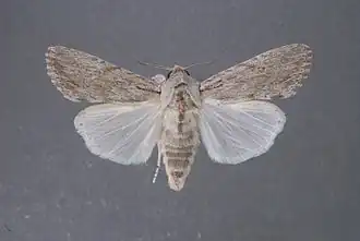 Spodoptera albula