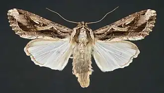 Spodoptera dolichos