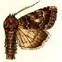 Spodoptera umbraculata