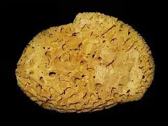 Spongia (Spongia) officinalis