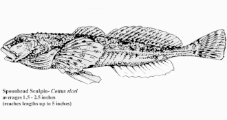 Cottus ricei