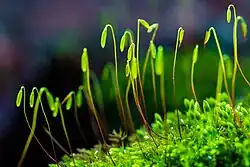 Sporangia (sporendoosjes) van mos