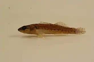 Etheostoma squamiceps