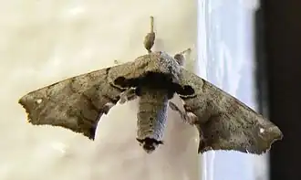 Apatelodes torrefacta