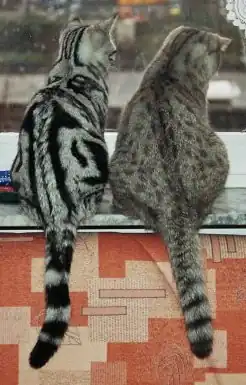 Zwart-zilver klassieke cyper (l) en zwart gevlekte cyper (r) Brits korthaar-katten