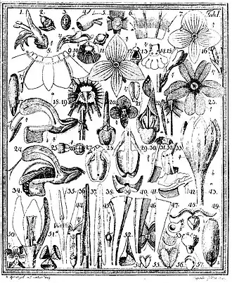 Plaat 1 uit Das entdeckte Geheimnis... met onder andere een illustratie van de bestuiving van Veldsalie door een hommel (nr. 24)