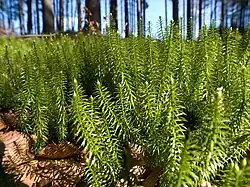 Lycopodium annotinumeen wolfsklauw (stekende wolfsklauw)