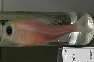 Squalidus argentatus