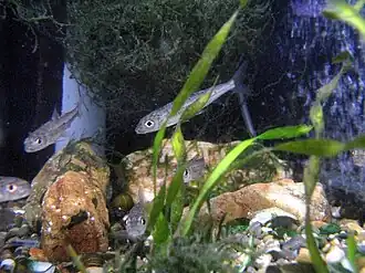 Squalidus chankaensis biwae