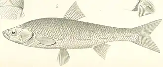 Leuciscus waleckii
