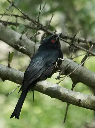 Rechtstaartdrongo