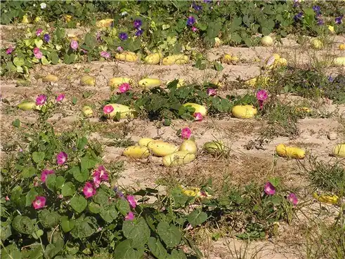 Kalebassen op een akker