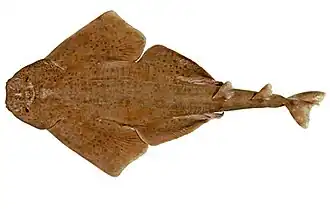 Westelijke Australische zee-engel