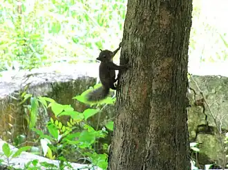 Braziliaanse eekhoorn