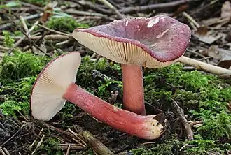 Purperrode russula