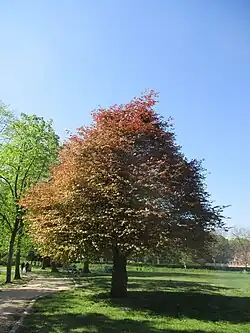 Stadspark Lier in 2020