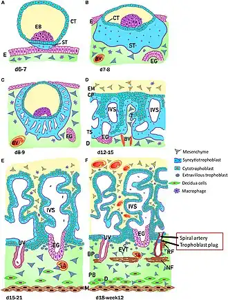 Verschillende stadia van het menselijke embryo. (A) Innesteling 6 tot 7 dagen (d) na bevruchting. (F) 18 dagen tot 12 weken na bevruchting. NF=laag van Nitabuch. NR=laag van Rohr.