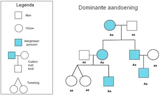 Voorbeeld van een genetische stamboom: een dominante aandoening erft over
