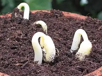 Poortje van kiemende stamboon